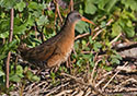 Rallus limicola